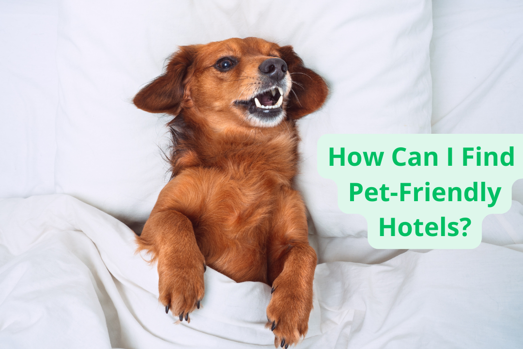 How Can I Find Pet-Friendly Hotels